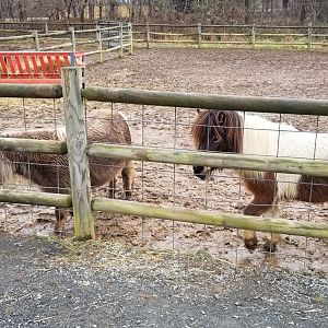 Roer's Zoofari - ponies