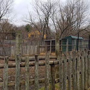 Roer's Zoofari - lowland anoa yard