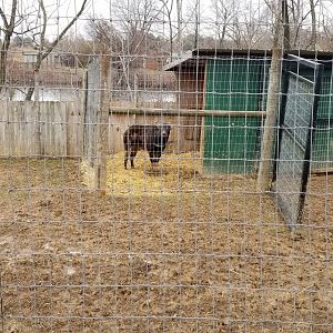 Roer's Zoofari - lowland anoa