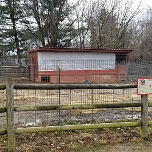 Roer's Zoofari - warthog yard