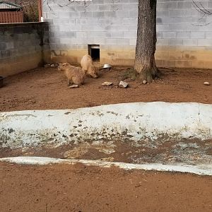 Roer's Zoofari - capybara