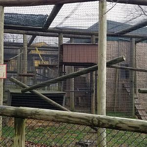 Roer's Zoofari - ring-tailed lemur