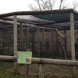 Roer's Zoofari - red ruffed lemur