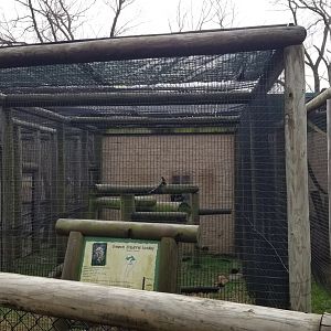 Roer's Zoofari - common squirrel monkey