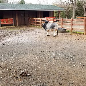 Roer's Zoofari - mini zebu