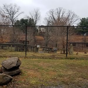 Roer's Zoofari - "kangaroo yard"