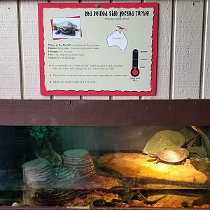 Roer's Zoofari - red bellied side necked turtle