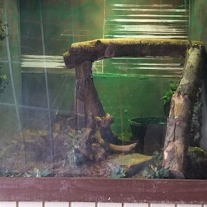 Roer's Zoofari - prehensile tailed skink