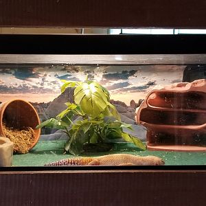 Roer's Zoofari - crested gecko?