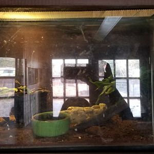 Roer's Zoofari - no label