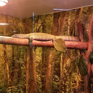 Roer's Zoofari - nile monitor