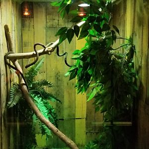 Roer's Zoofari - chinese water dragon