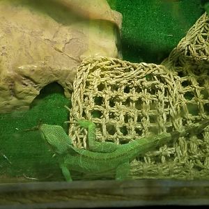 Roer's Zoofari - chinese water dragon