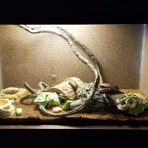 Roer's Zoofari - madagascar hissing cockroach