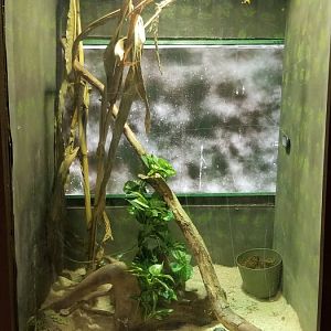 Roer's Zoofari - corn snake