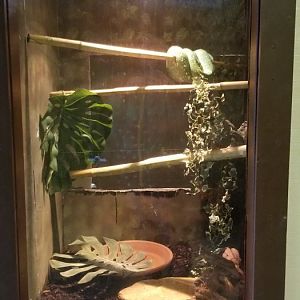 Roer's Zoofari - green tree python