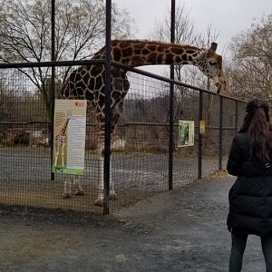 Roer's Zoofari - Giraffe