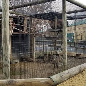 Roer's Zoofari - warthog