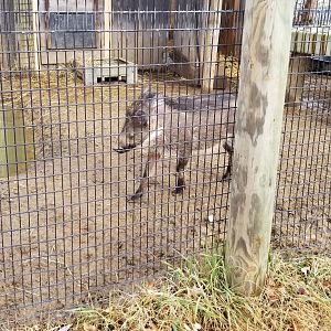 Roer's Zoofari - warthog, young