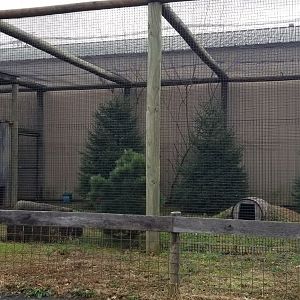 Roer's Zoofari - bobcat