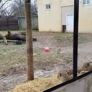 Roer's Zoofari - cheetah exhibit