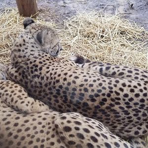 Roer's Zoofari - cheetahs