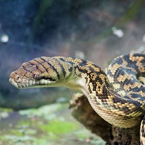 Scrub Python (Morelia amethistina)