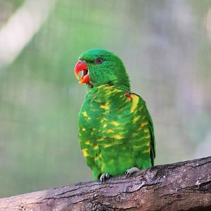 Scaly-breasted Lorikeet (Trichoglossus chlorolepidotus)