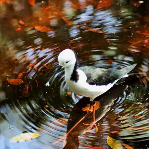 Pied Stilt (Himantopus leucocephalus)