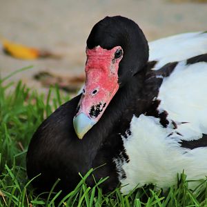 Wild Magpie Goose (Anseranas semipalmata)