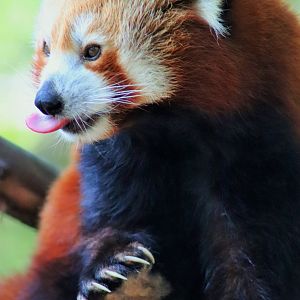 Red Panda (Ailurus fulgens)