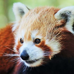 Red Panda (Ailurus fulgens)