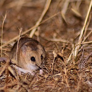 Fat-tailed Dunnart - Sminthopsis crassicaudata