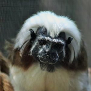 Cotton-top Tamarin (Saguinus oedipus)