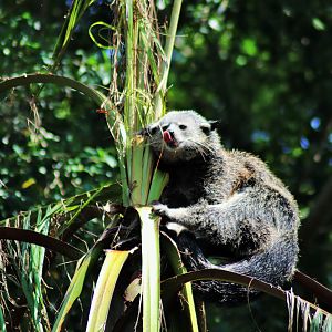 Binturong Up a Palm Tree