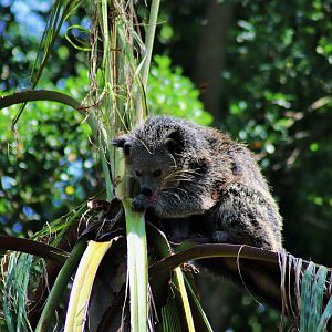 Binturong Up a Palm Tree
