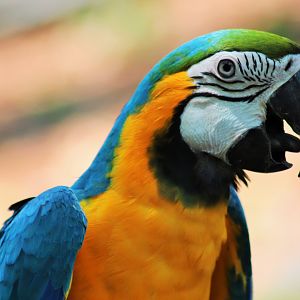 Blue and Gold Macaw (Ara ararauna)