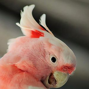 Major Mitchell's Cockatoo (Lophochroa leadbeateri)