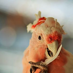 Major Mitchell's Cockatoo (Lophochroa leadbeateri)