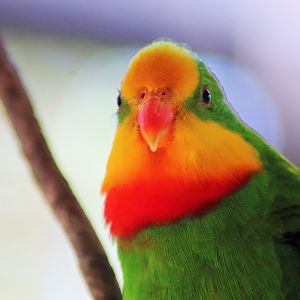 Superb Parrot (Polytelis swainsonii)