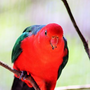 Male Australian King Parrot (Alisterus scapularis)