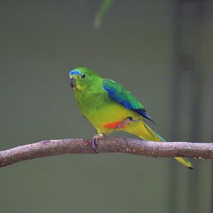 Orange-bellied Parrot (Neophema chrysogaster)