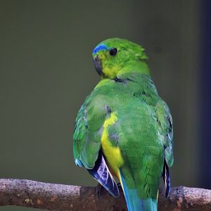 Orange-bellied Parrot (Neophema chrysogaster)