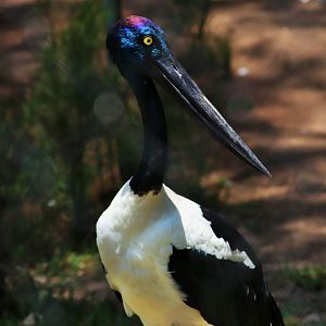 Black-necked Stork (Ephippiorhynchus asiaticus)