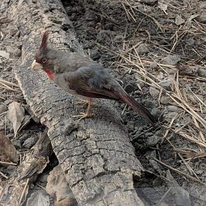 Pyrrhuloxia (Cardinalis sinuatus)