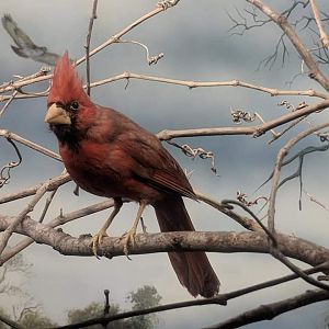 Northern cardinal (Cardinalis cardinalis)