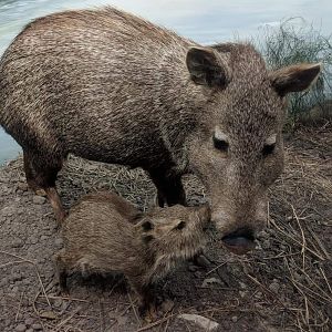 Texas collared peccary (Pecari angulatus angulatus)