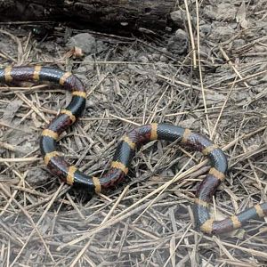 Texas Gulf coast coral snake (Micrurus tender tender)