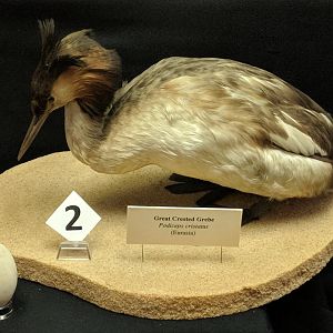 Great crested grebe (Podiceps cristatus)