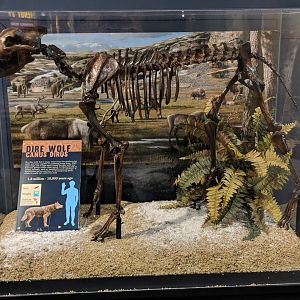 Dire wolf (Canis dirus) skeleton